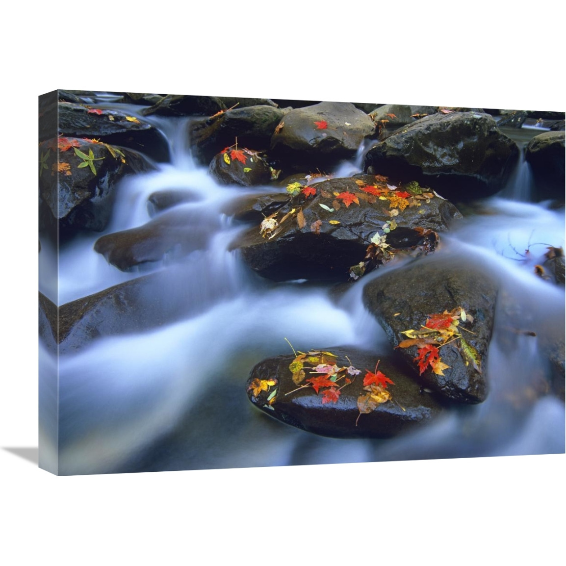 Autumn leaves on wet boulders in stream, Great Smoky Mountains National Park, North Carolina-Canvas Art-24&quotx18"