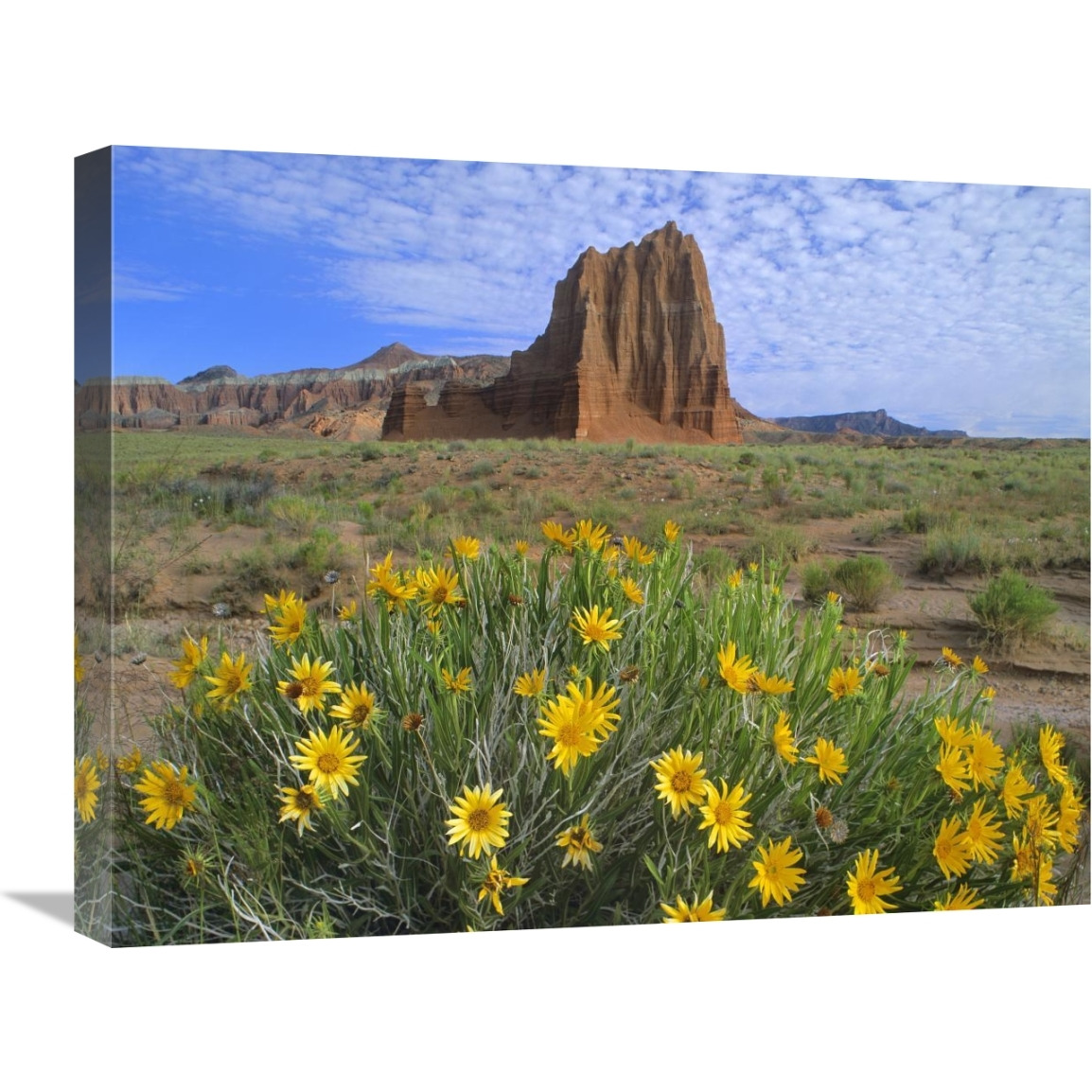 Temple of the Sun with Common Sunflowers in the foreground, Capitol Reef National Park, Utah-Canvas Art-24&quotx20"