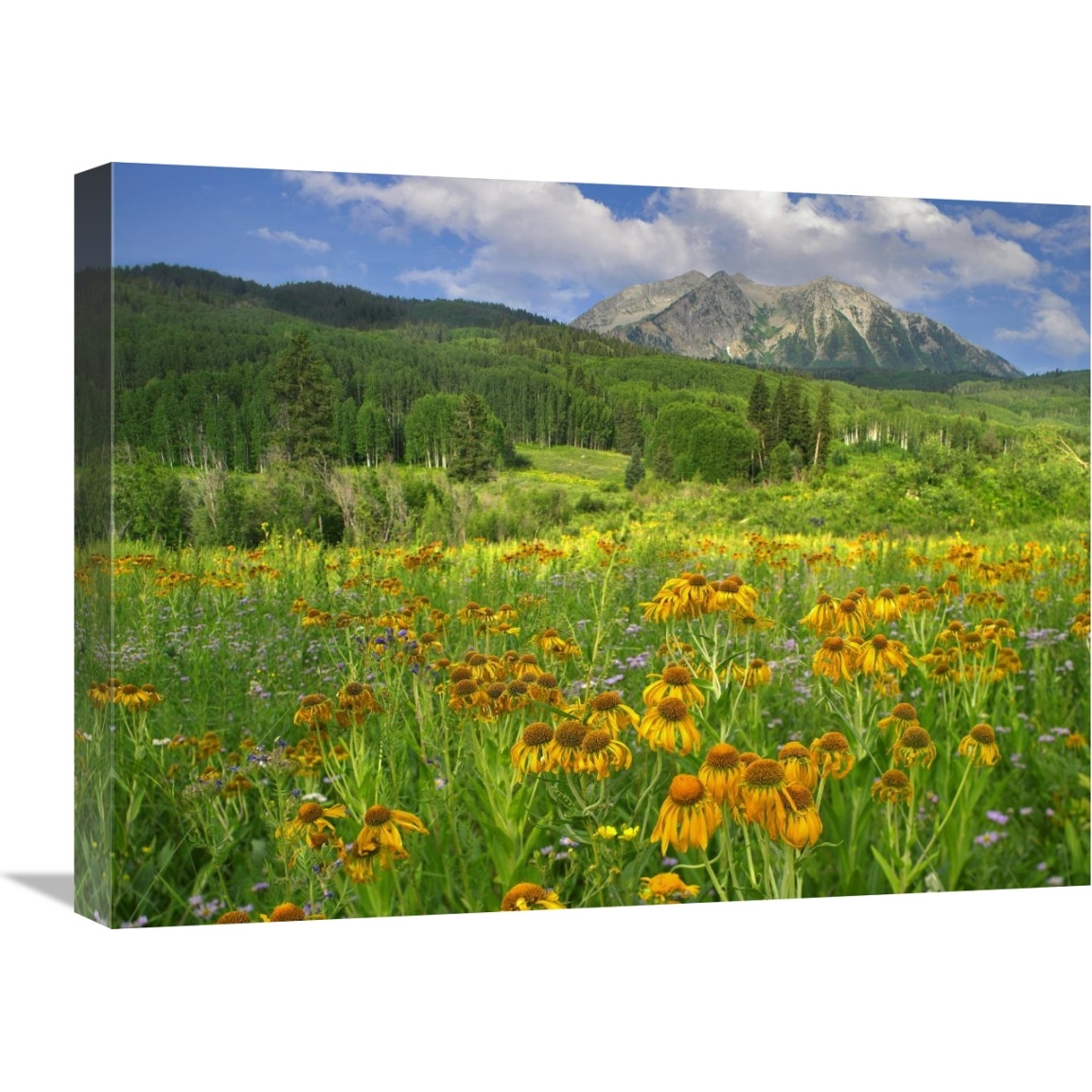 Orange Sneezeweed blooming in meadow with East Beckwith Mountain in the background, Colorado-Canvas Art-24&quotx18"