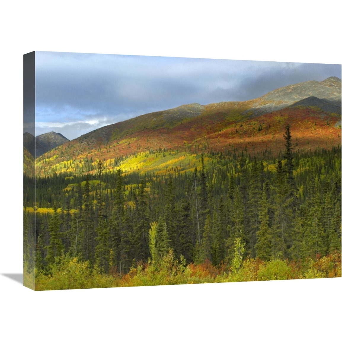 Boreal forest beneath Goldensides Mountain, Tombstone Territorial Park, Yukon Territory, Canada-Canvas Art-24&quotx18"