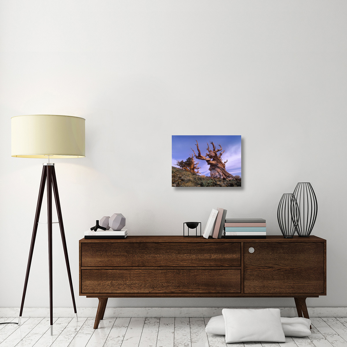 Foxtail Pine ancient trees at Schulman Grove, White Mountains, Inyo National Forest, California-Canvas Art-24&quotx18"