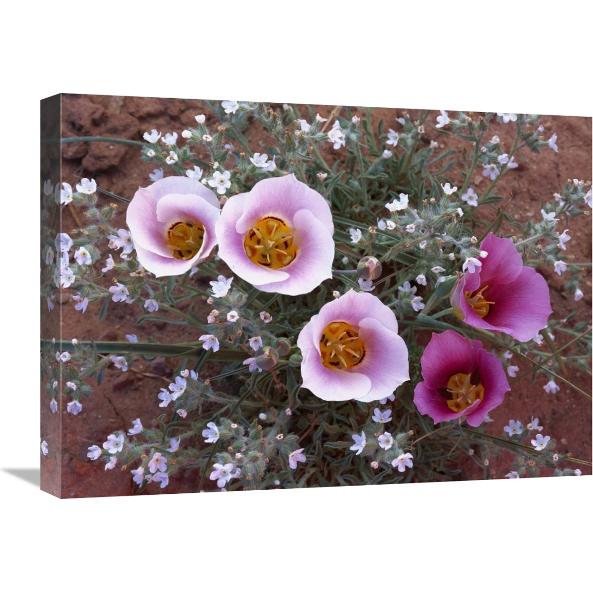 Sego Lily group, state flower of Utah with bulbous edible root, Canyonlands National Park, Utah-Canvas Art-24&quotx18"