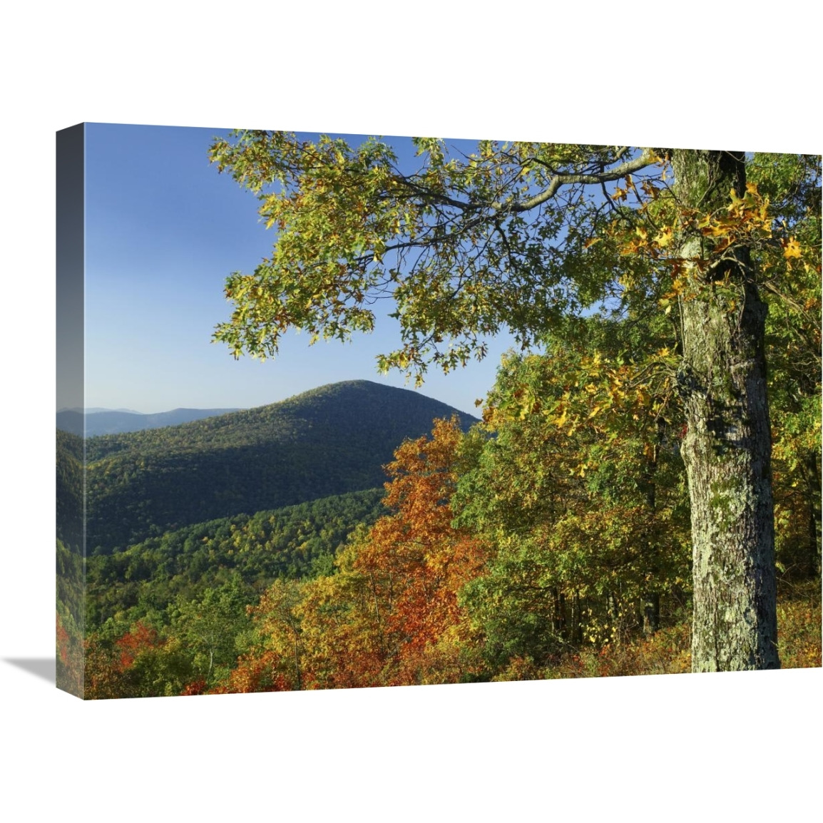 Broadleaf forest in fall colors as seen from Doyles River Overlook, Shenandoah National Park, Virginia-Canvas Art-24&quotx18"