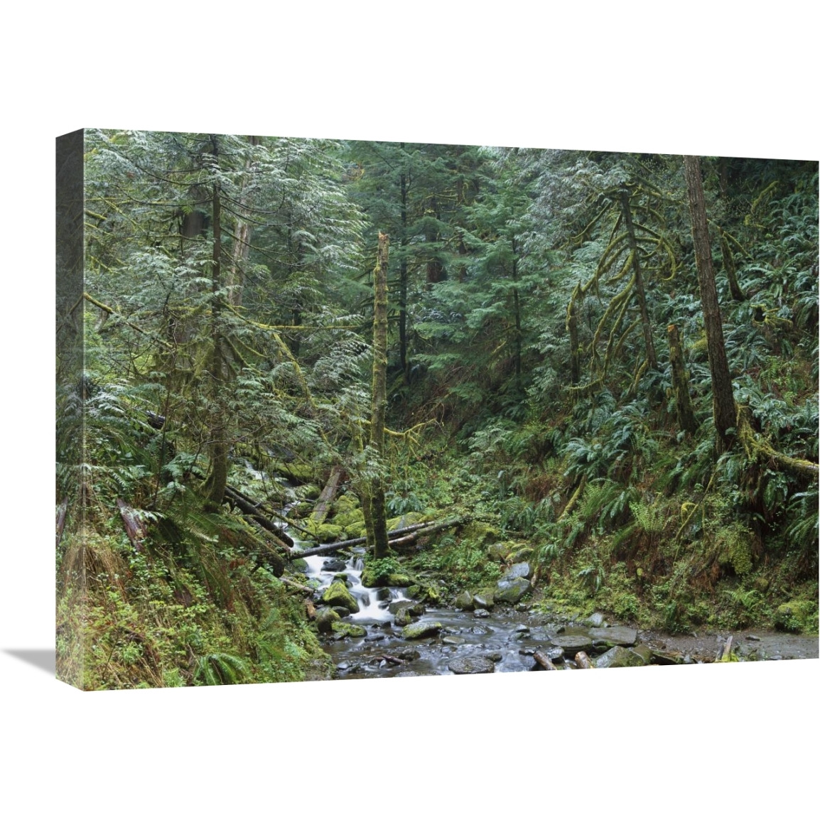 Cascade along Eagle Creek flowing through temperate old growth rainforest, Columbia River Gorge, Oregon-Canvas Art-24&quotx18"