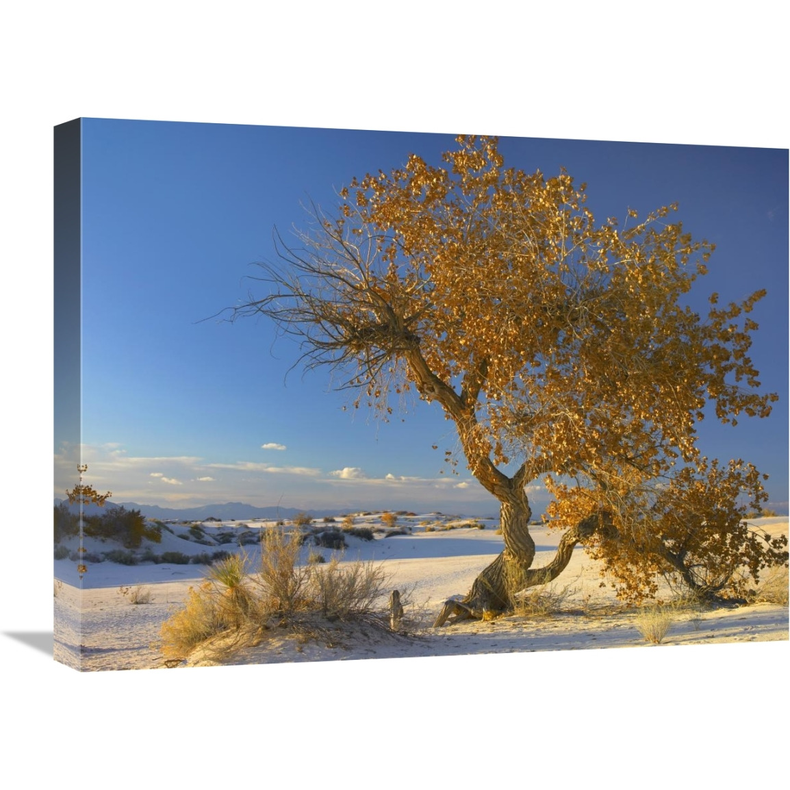 Fremont Cottonwood tree single tree in desert, White Sands National Monument, Chihuahuan Desert New Mexico-Canvas Art-24&quotx18"