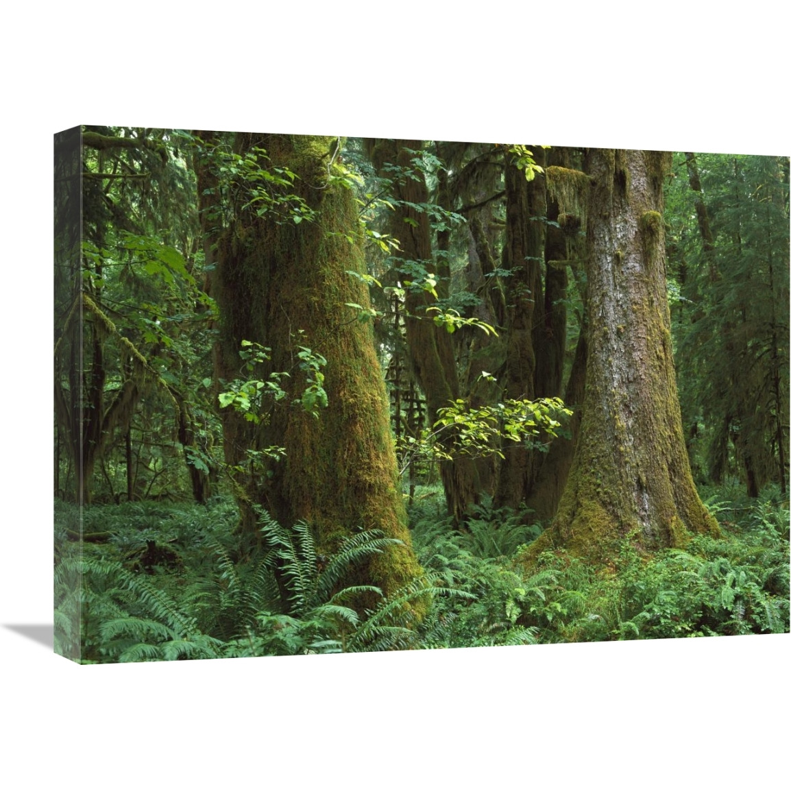 Moss-covered trees and dense undergrowth in the Hoh Temperate Rainforest, Olympic National Park, Washington-Canvas Art-24&quotx18"