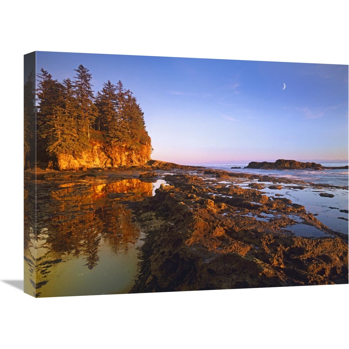 Tidepools exposed at low tide, Botanical Beach, Juan de Fuca Provincial Park, Vancouver Island, British Columbia, Canada-Canvas Art-24&quotx18"