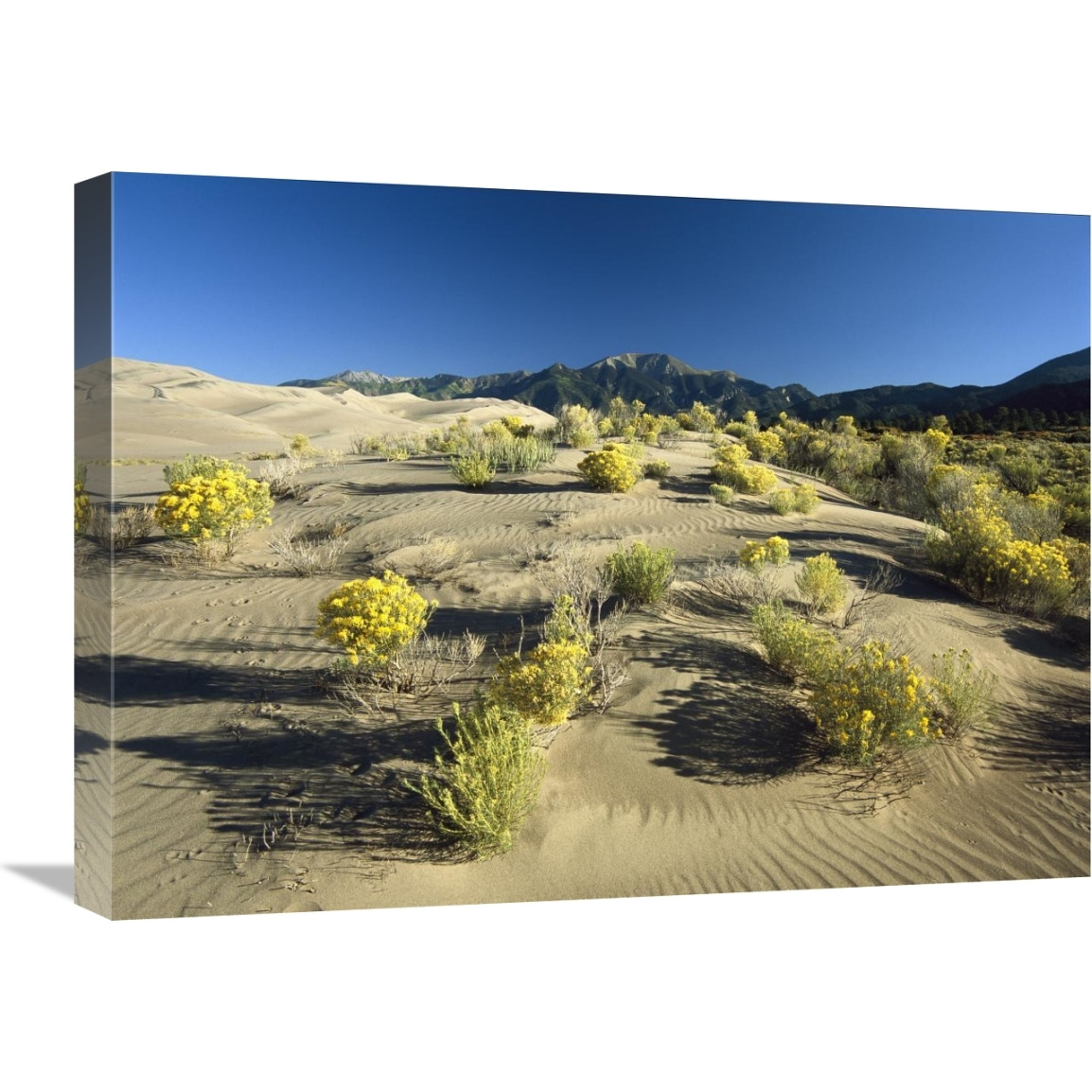 Flowering shrubs on the dune fields in front of the Sangre de Cristo Mountains, Great Sand Dunes National Monument, Colorado-Canvas Art-24&quotx18"