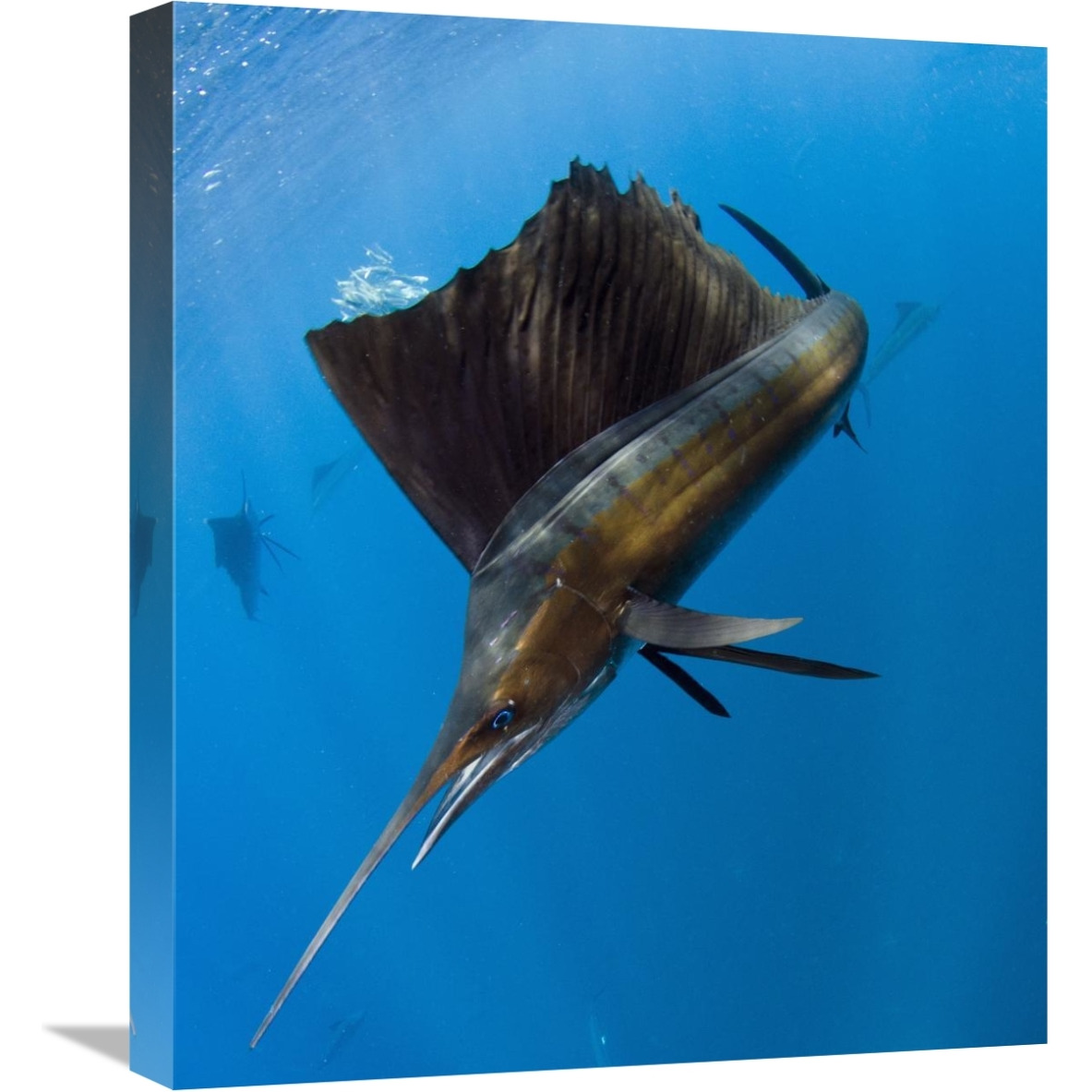 Atlantic Sailfish hunting Round Sardinella, Isla Mujeres, Mexico-Canvas Art-18.7&quotx22"