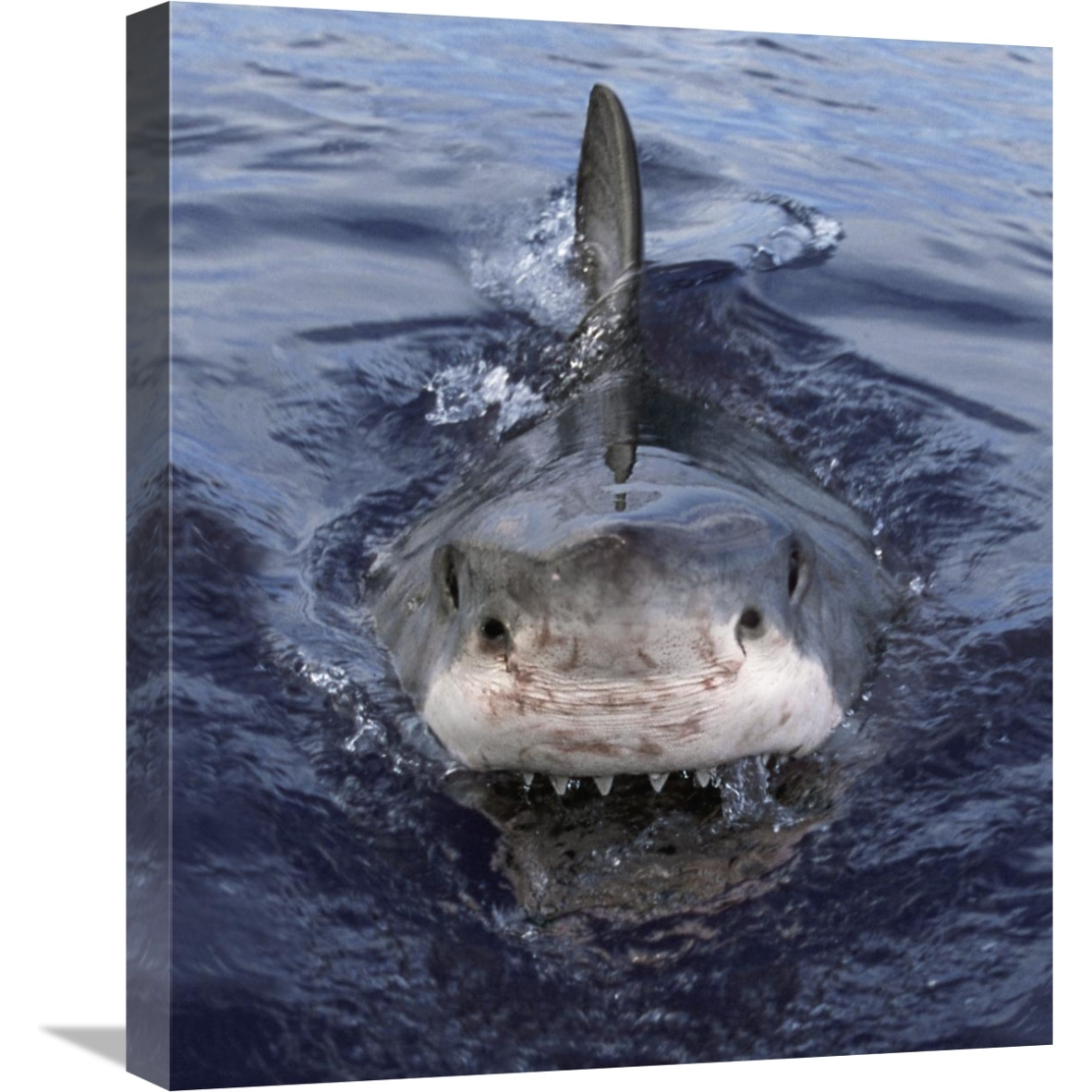 Great White Shark at surface, Cape Province, South Africa-Canvas Art-18.7&quotx22"