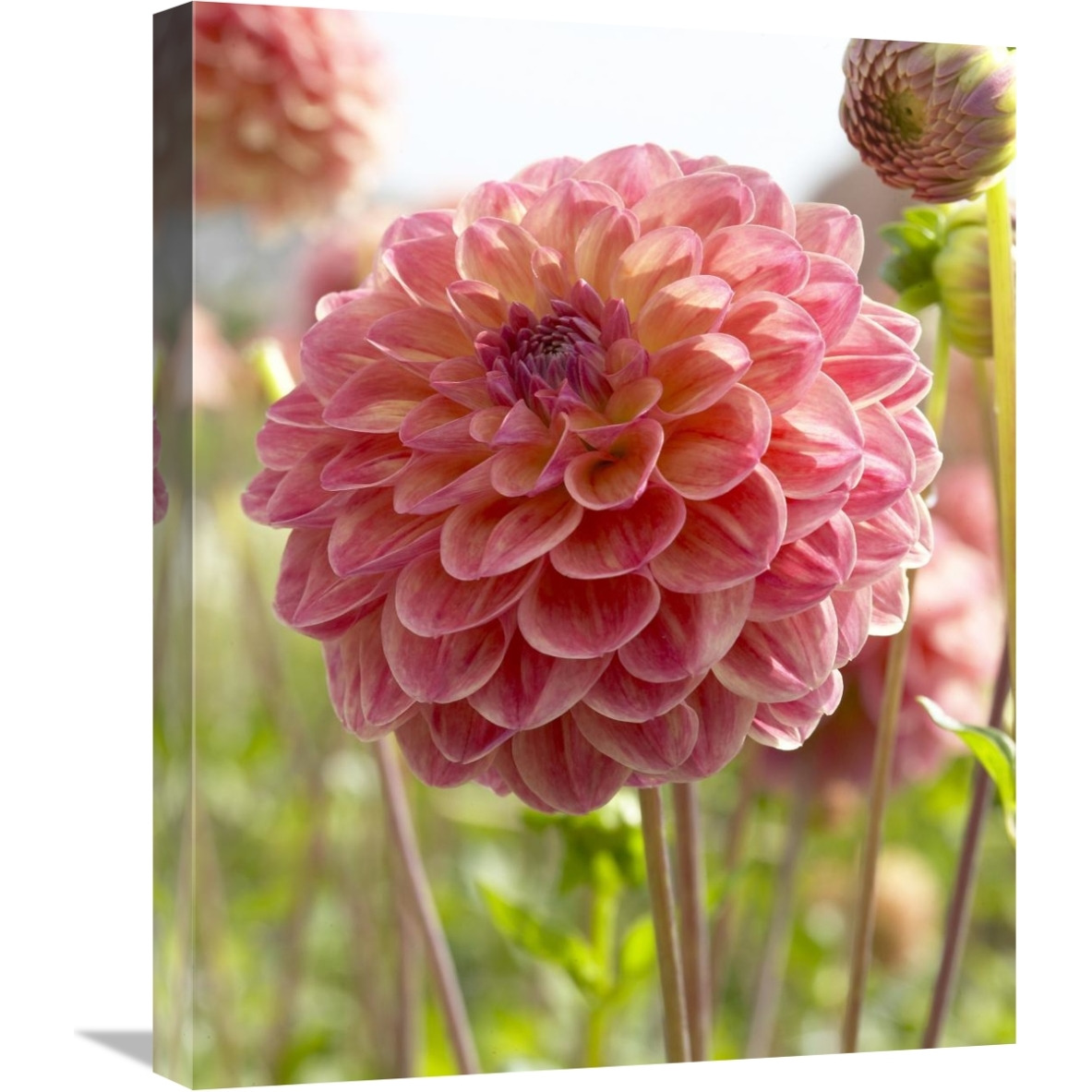 Dahlia hills view jupiter variety flower-Canvas Art-20&quotx24"