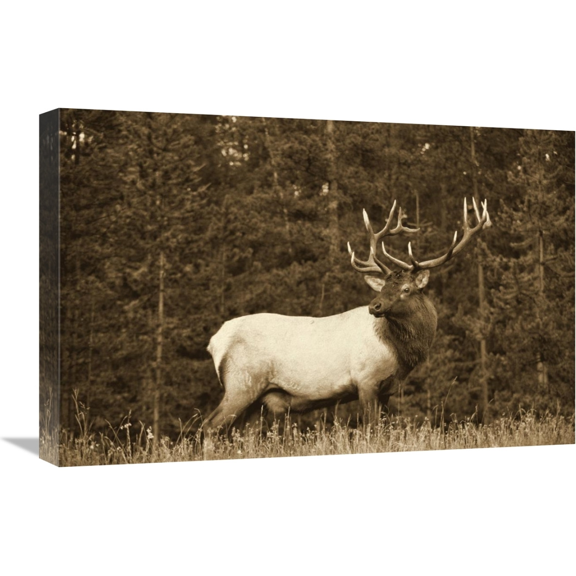 Elk or Wapiti male portrait, North America - Sepia-Canvas Art-24&quotx18"