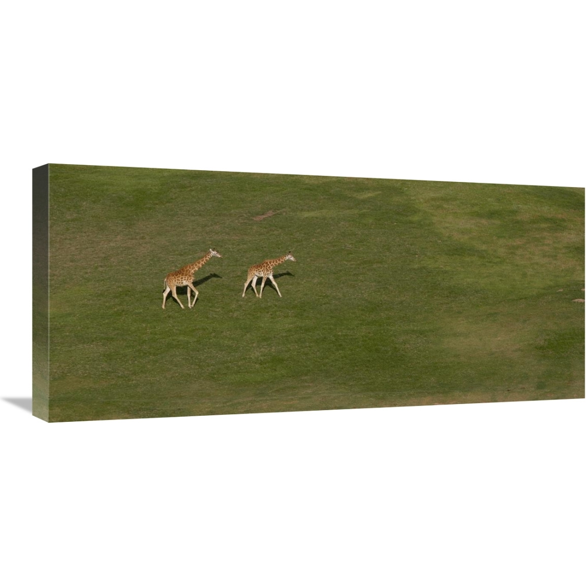 Rothschild Giraffe pair crossing grassland, native to Africa-Canvas Art-30&quotx13.8"