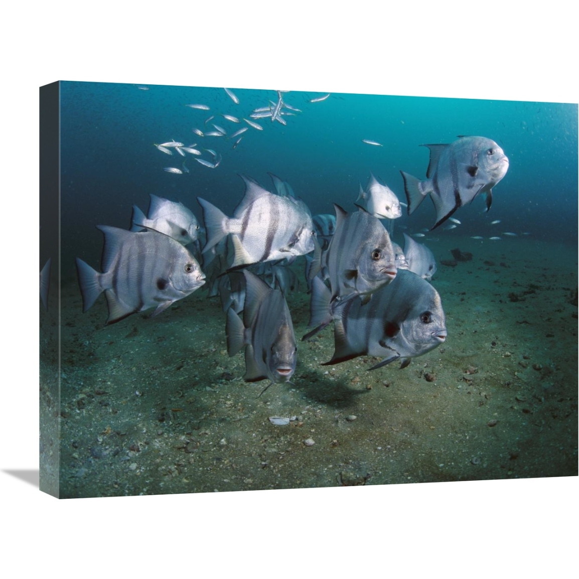 Atlantic Spadefish school, Gray&quots Reef NMS, Georgia-Canvas Art-24&quotx18"