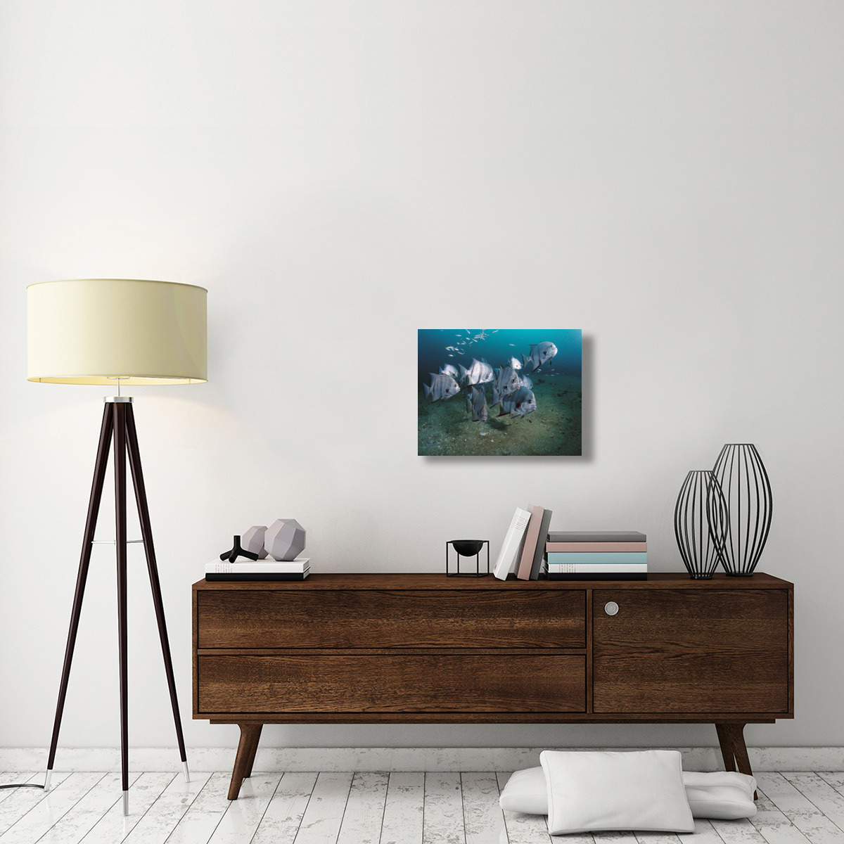 Atlantic Spadefish school, Gray&quots Reef NMS, Georgia-Canvas Art-24&quotx18"