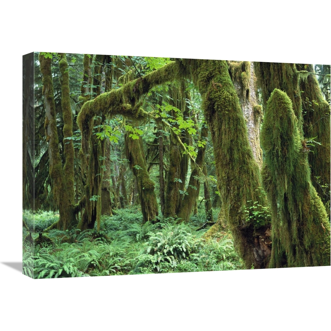 Maple glade, Quinault Rain Forest, Olympic NP, Washington-Canvas Art-24&quotx18"