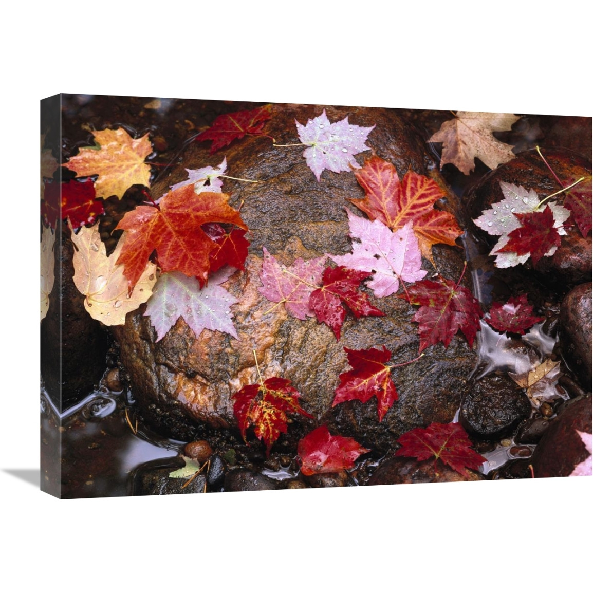 Maple leaves in Sable Creek, Pictured Rocks National Lakeshore, Michigan-Canvas Art-24&quotx18"