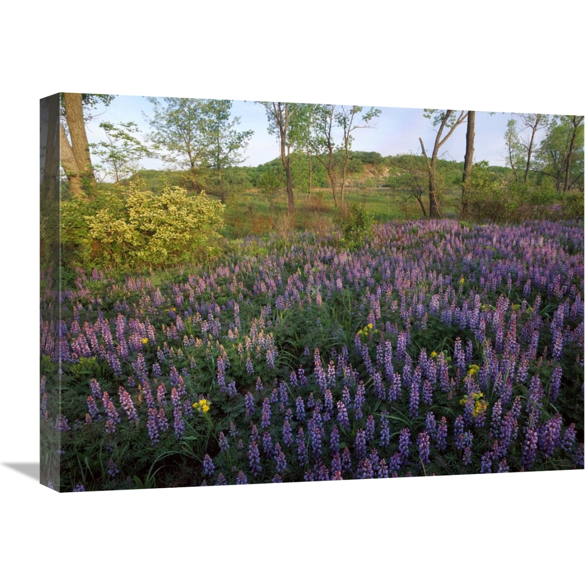 Lupine in meadow at West Beach, Indiana Dunes National Lakeshore, Indiana-Canvas Art-24&quotx18"