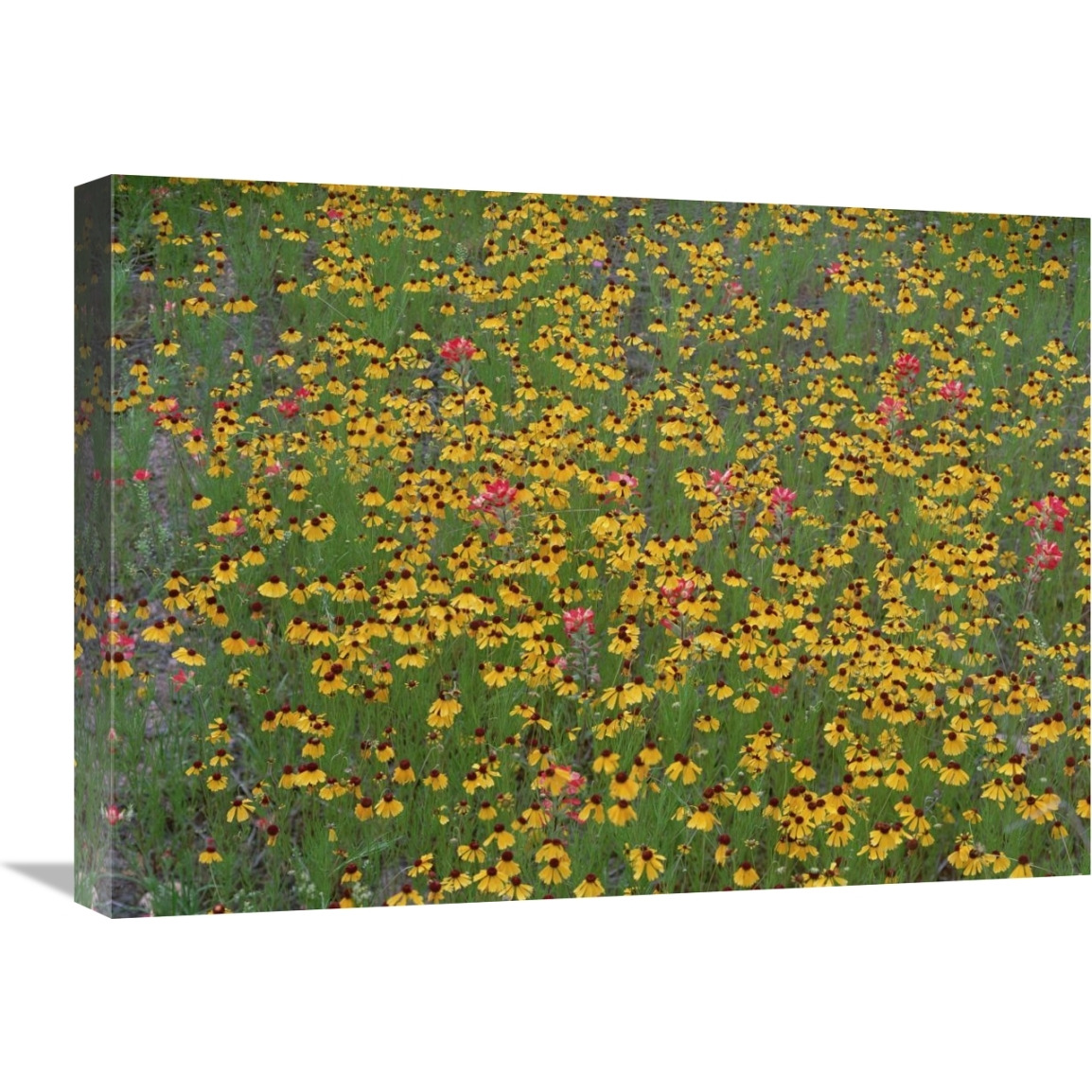 Paintbrush and coreopsis meadow, Hill Country, Texas-Canvas Art-24&quotx18"