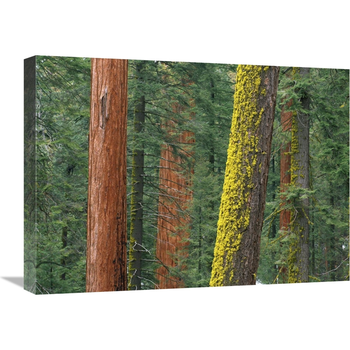 Giant Sequoia trees in Grant Grove, Sequoia National Park, California-Canvas Art-24&quotx18"