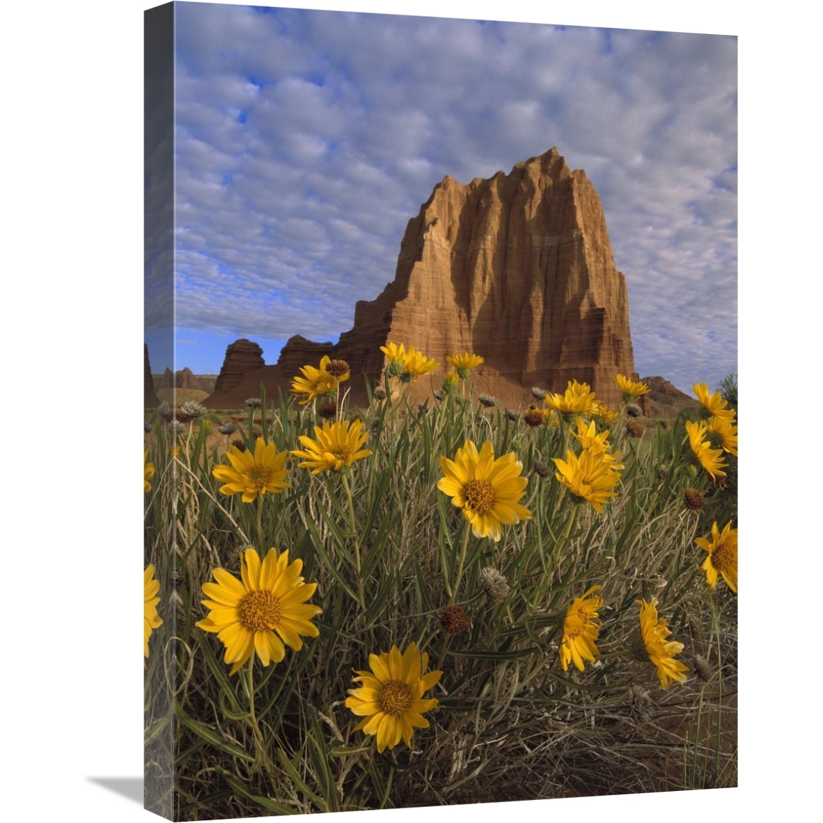 Temple of the Sun with Sunflowers, Capitol Reef National Park, Utah-Canvas Art-18&quotx24"