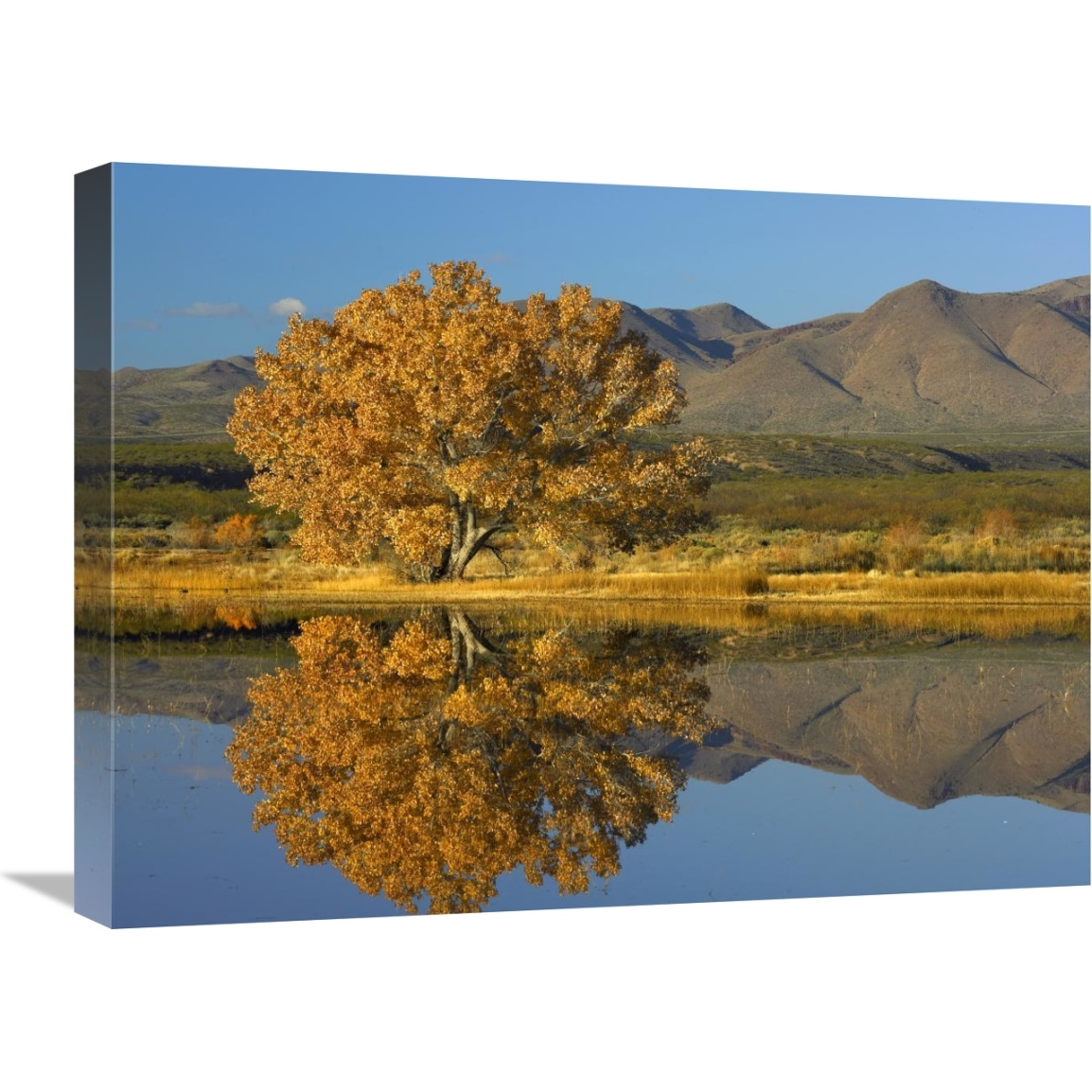 Cottonwood fall foliage with Magdalena Mountains, New Mexico-Canvas Art-24&quotx18"