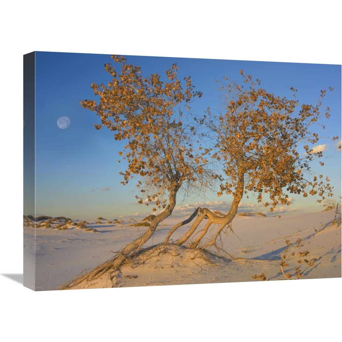 Fremont Cottonwood trees, White Sands National Monument, New Mexico-Canvas Art-24&quotx18"