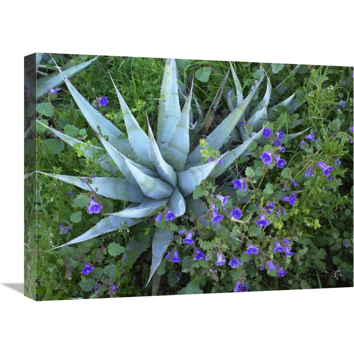 Desert Bluebell and Agave , North America-Canvas Art-24&quotx18"