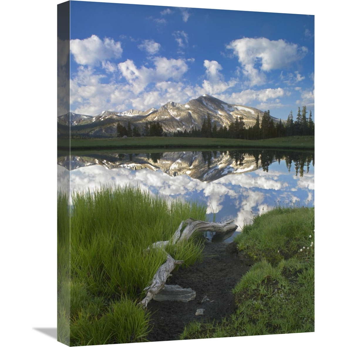 Mammoth Peak reflected in seasonal pool,  Yosemite NP, California-Canvas Art-18&quotx24"