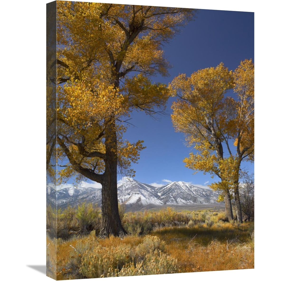 Cottonwood with the Carson Range in the background, Nevada-Canvas Art-18&quotx24"