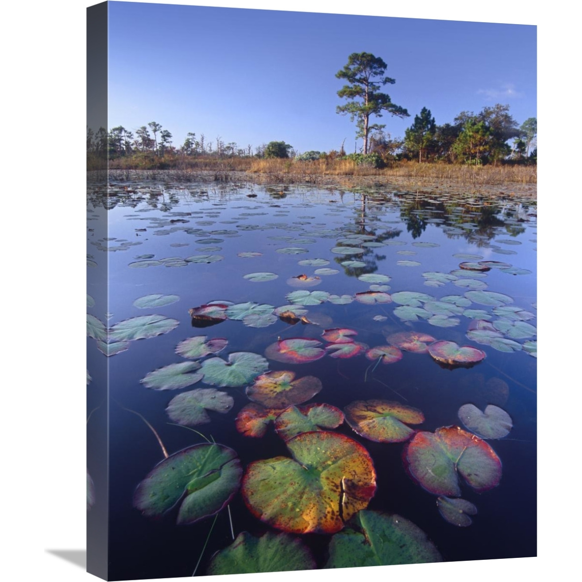 Waterlilies in pond, Jonathan Dickinson State Park near Hobe Sound, Florida-Canvas Art-18&quotx24"