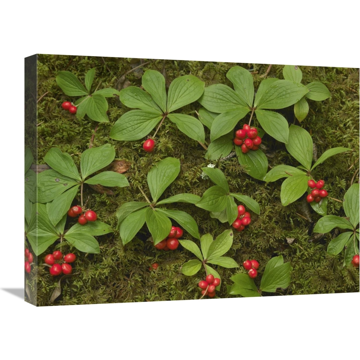 Bunchberry growing amid Sphagnum Moss, North America-Canvas Art-24&quotx18"