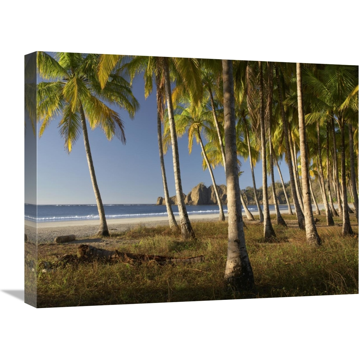 Palms at Playa Carrillo, Guanacaste, Costa Rica-Canvas Art-24&quotx18"