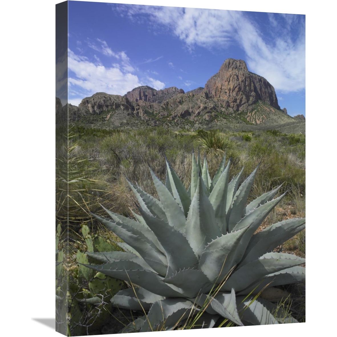 Agave below Emory Peak, Chisos Mountains, Big Bend NP, Texas-Canvas Art-18&quotx24"