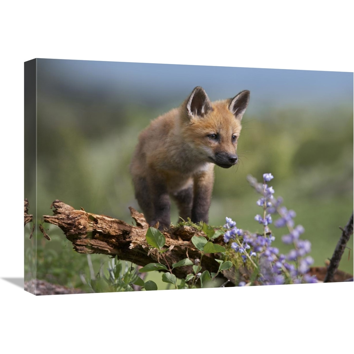 Red Fox kit climbing, North America-Canvas Art-24&quotx18"