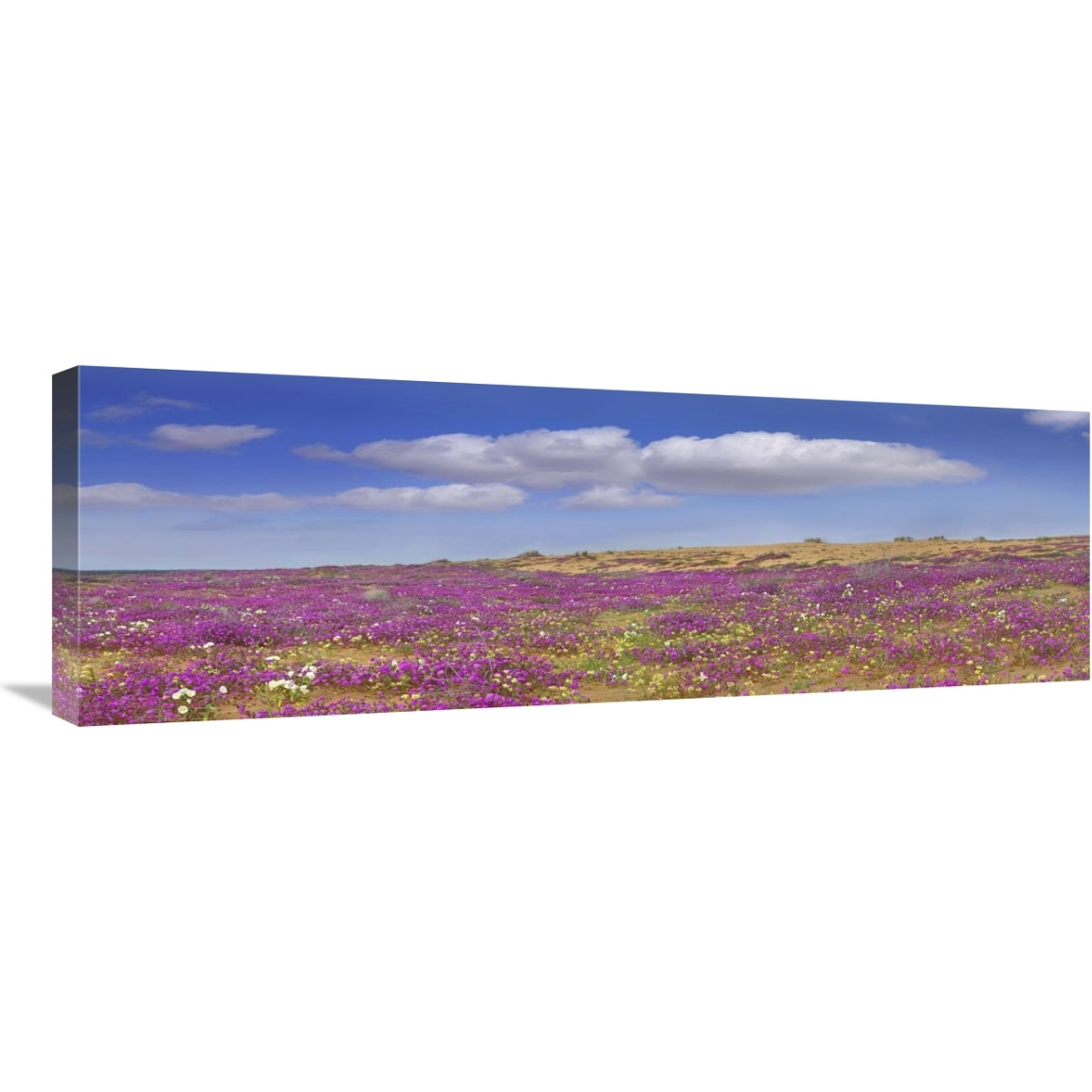 Sand Verbena carpeting the Imperial Sand Dunes, California-Canvas Art-36&quotx12"