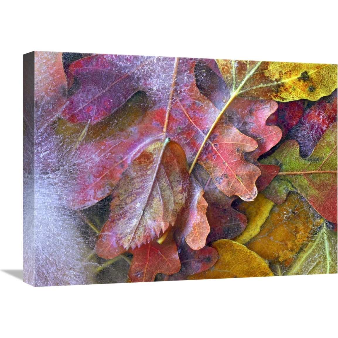 Frozen autumn leaves, North America-Canvas Art-24&quotx18"