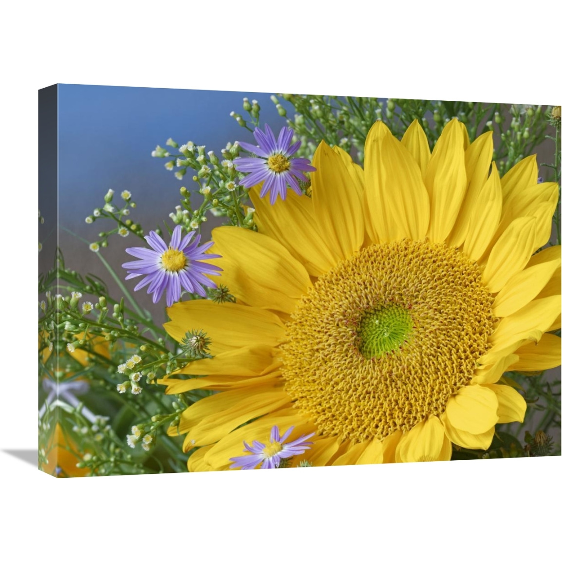 Common Sunflower and Asters, North America-Canvas Art-24&quotx18"