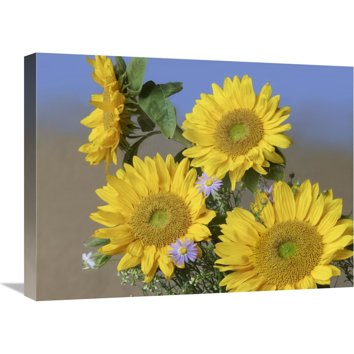 Common Sunflower and Asters, North America-Canvas Art-24&quotx18"