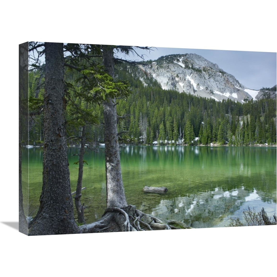 Pine trees on the edge of Fairy Lake, Montana-Canvas Art-24&quotx18"