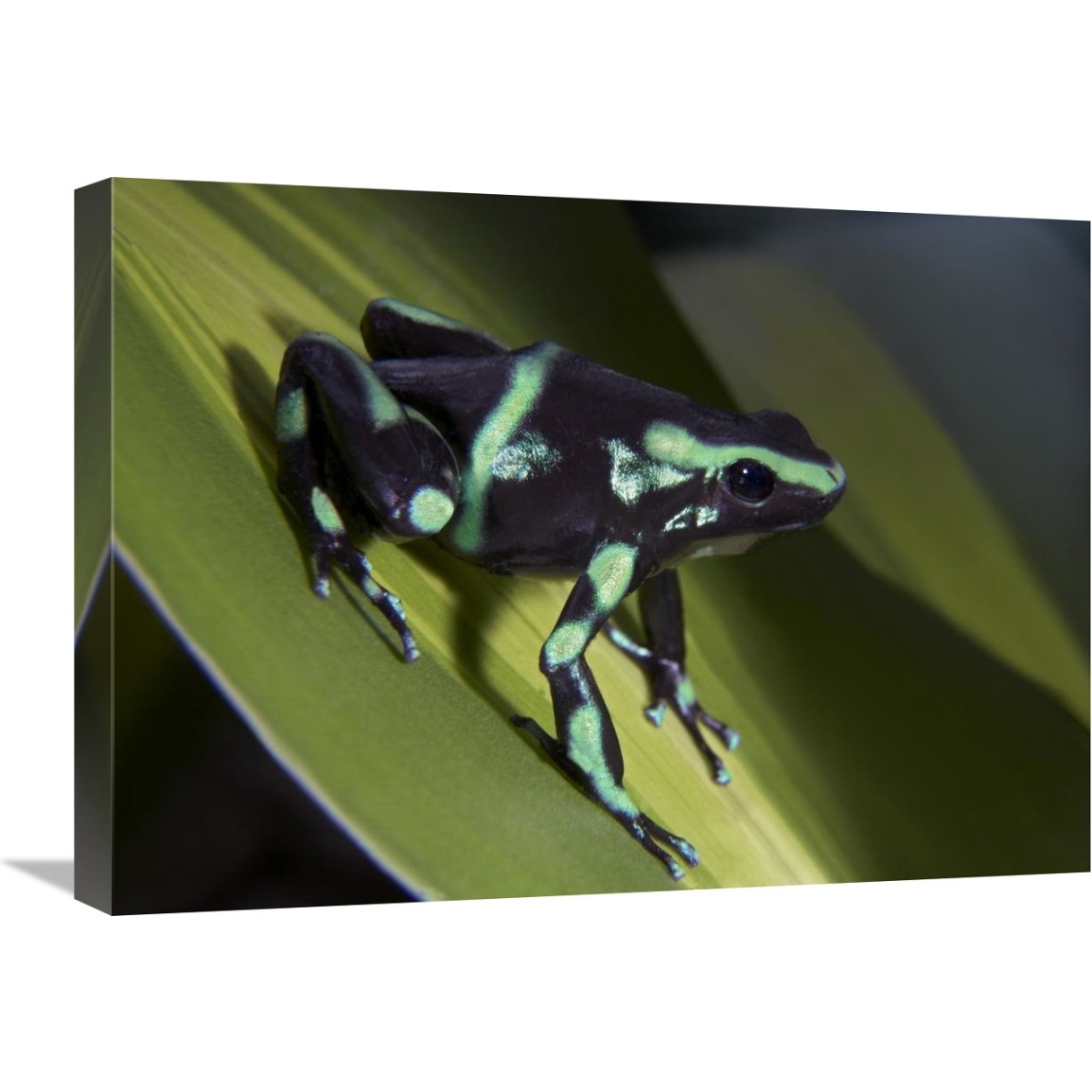 Green and Black Poison Dart Frog portrait, Costa Rica-Canvas Art-24&quotx18"