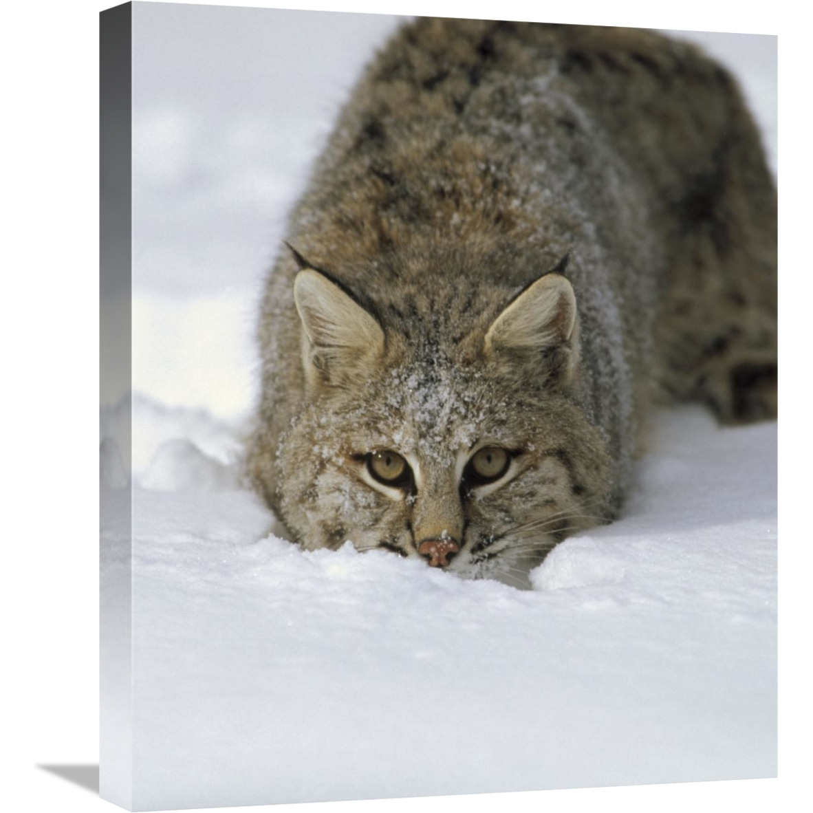 Bobcat crouching in snow, Colorado-Canvas Art-18.48&quotx22"