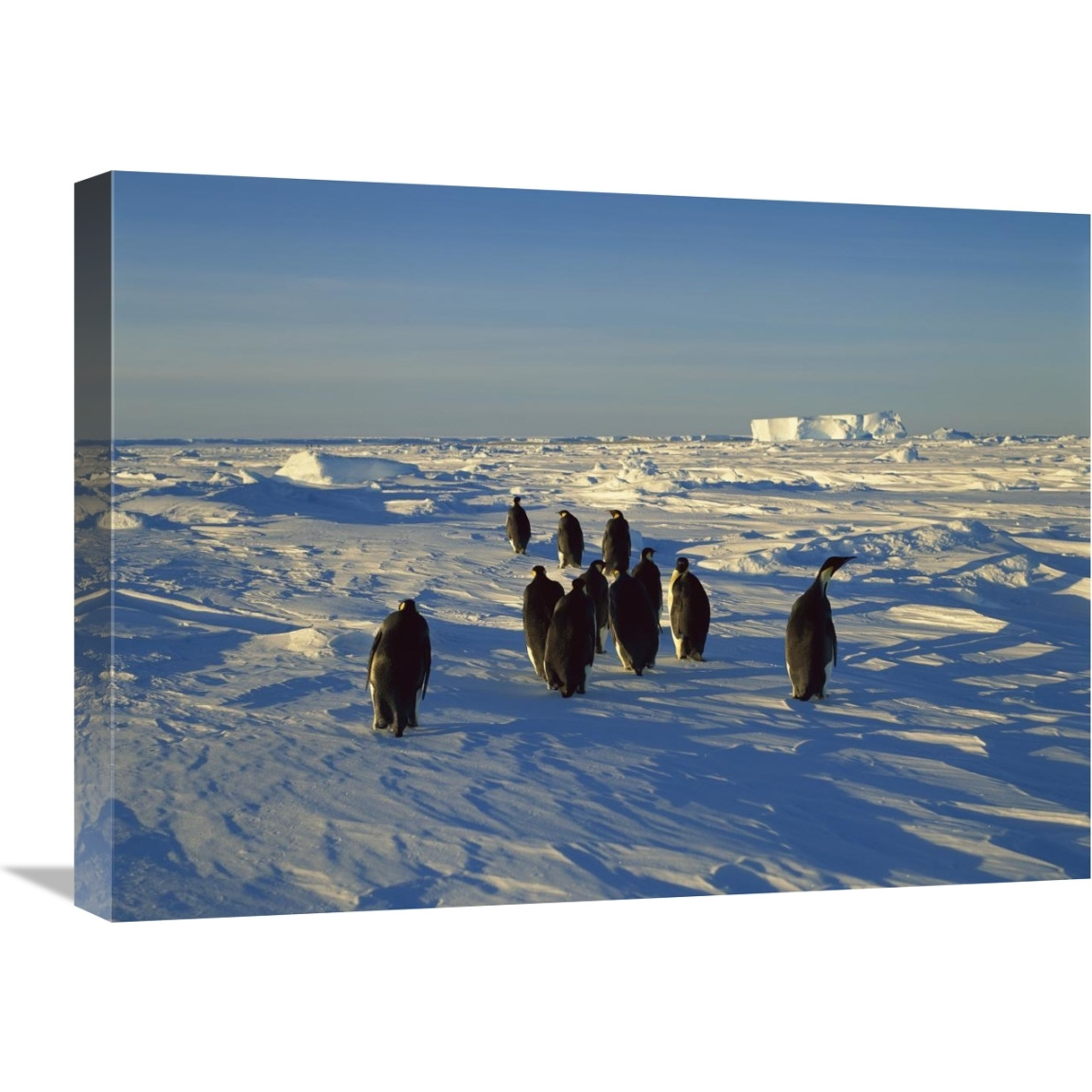 Emperor Penguin group walking on ice, Antarctica-Canvas Art-24&quotx18"