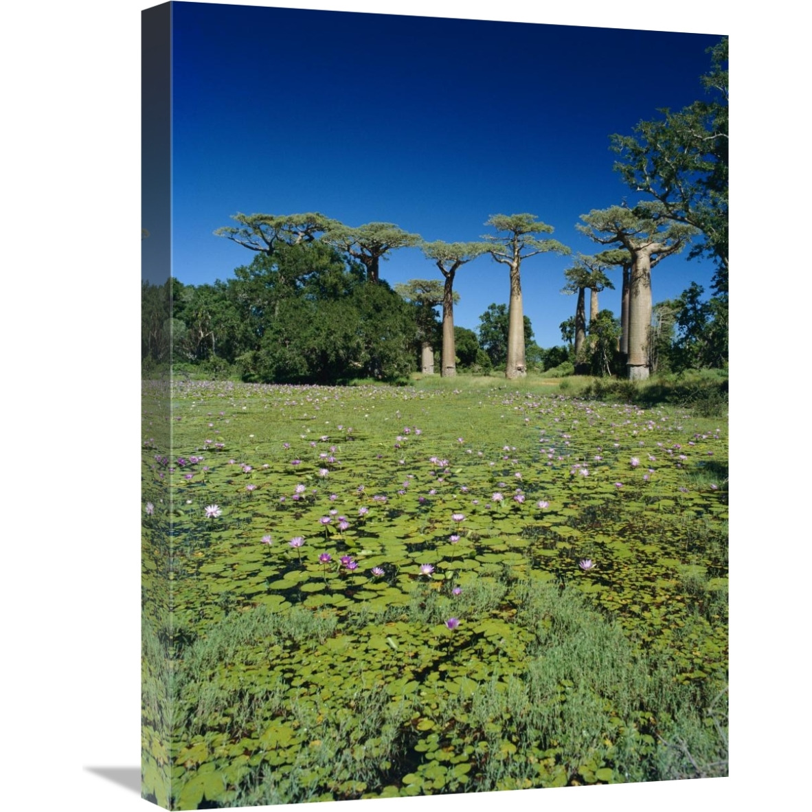 Grandidier&quots Baobab trees and Water Lilies , Madagascar-Canvas Art-18&quotx24"