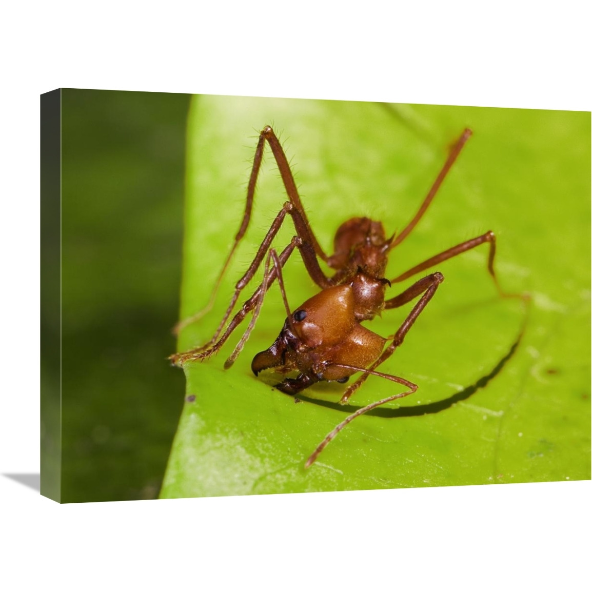 Leafcutter Ant ant cutting leaf, Costa Rica-Canvas Art-24&quotx18"