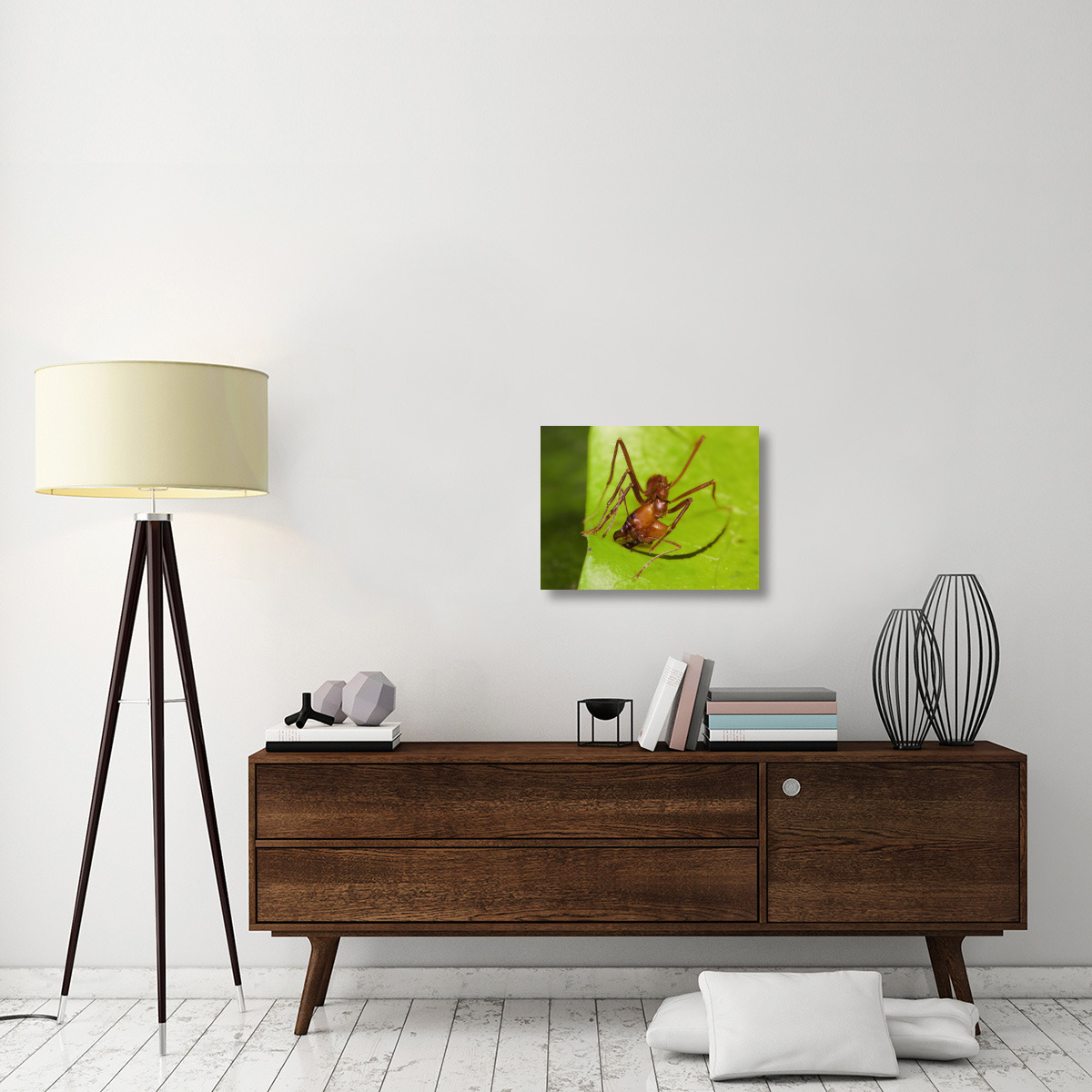 Leafcutter Ant ant cutting leaf, Costa Rica-Canvas Art-24&quotx18"