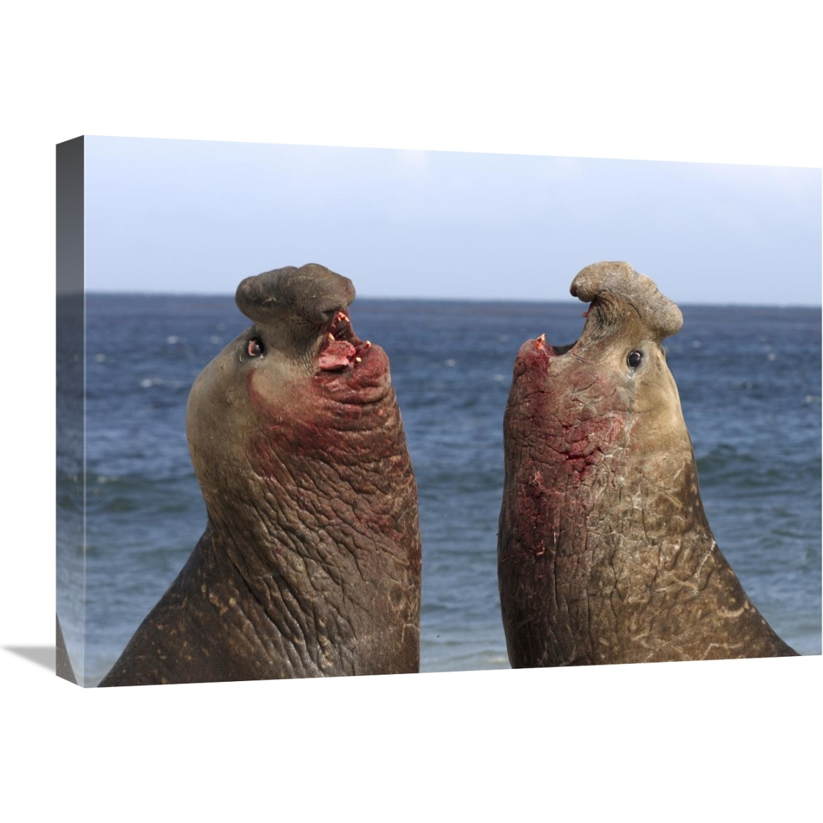 Southern Elephant Seal males competing, Falkland Islands-Canvas Art-24&quotx18"