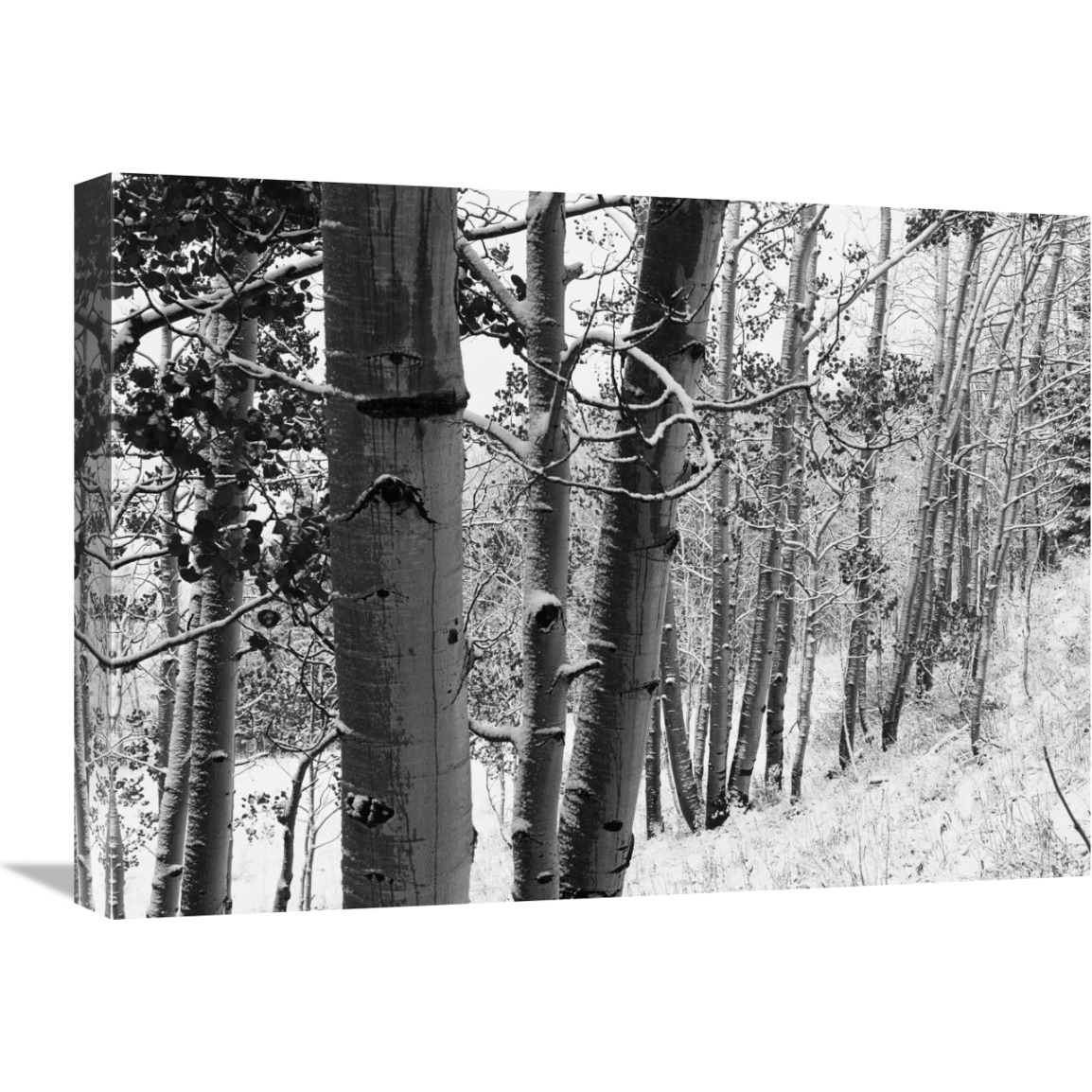 Aspens with snow, Gunnison National Forest, Colorado - BW-Canvas Art-24&quotx18"