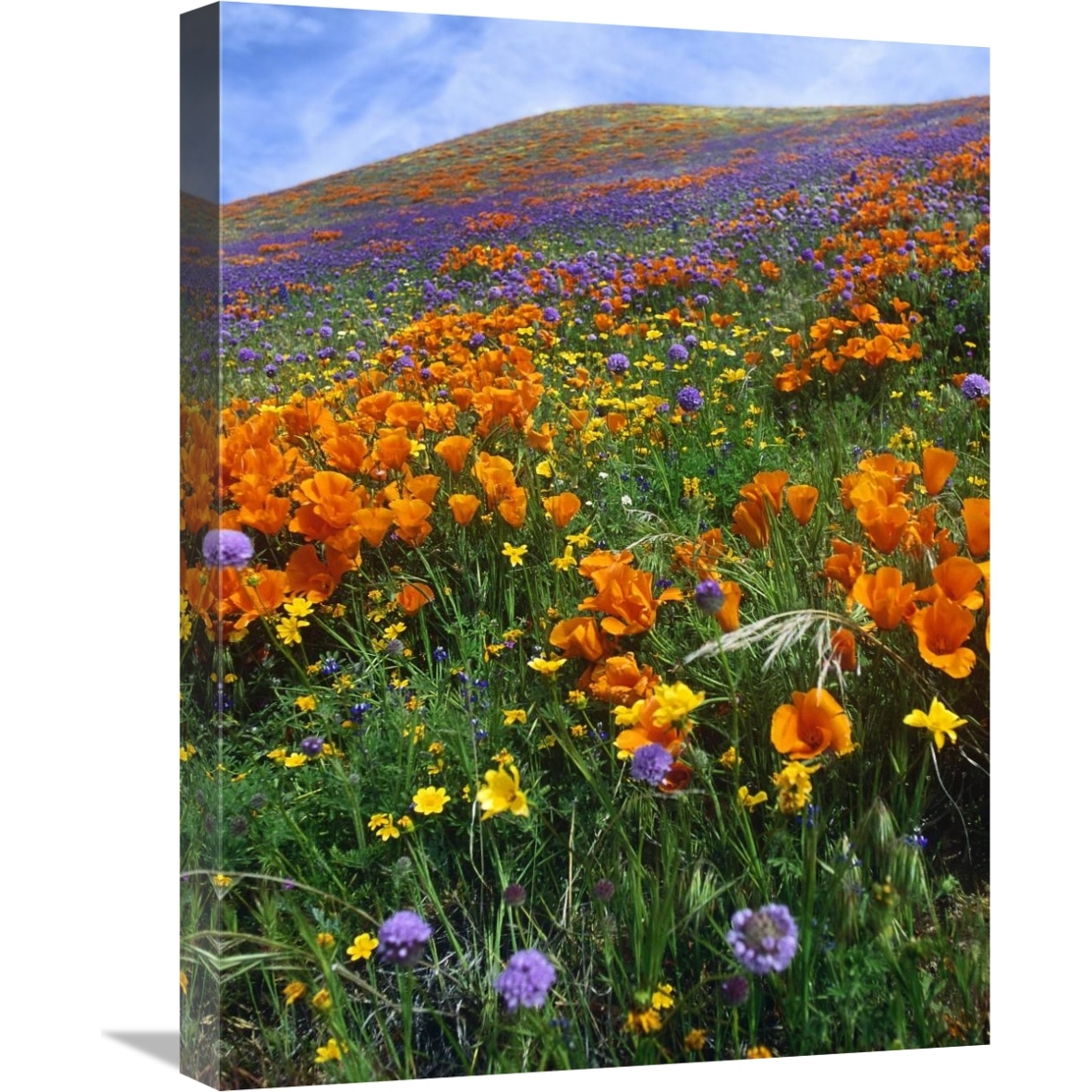 California Poppy and other wildflowers growing on hillside, spring, Antelope Valley, California - Vertical Crop-Canvas Art-18&quotx24"