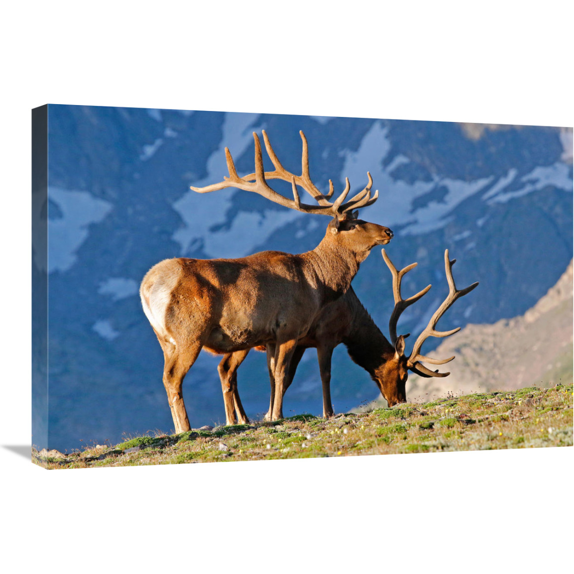 Two High Country Bull Elk-Canvas Art-30&quotx20.1"